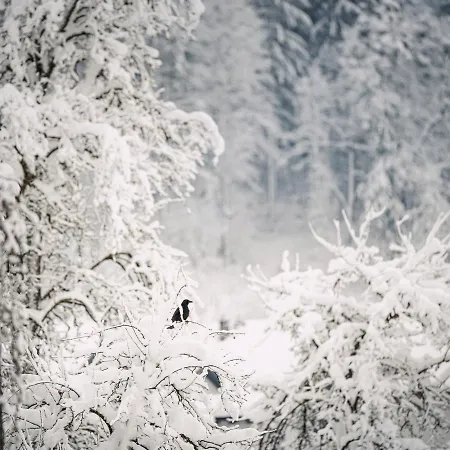 Aschenwald Elisabeth *